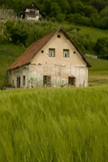 Images Dated 23rd May 2004: SLOVENIA-Dolenjska-Dolni Kot: Wheat Farm & Terraced Vineyards