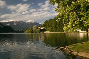 Gorenjska Prints: SLOVENIA-GORENJSKA-Bled: Lake Bled View from Mlino Village