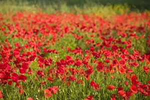 Images Dated 30th May 2004: SLOVENIA-PRIMORSKA-Ankaran: Poppy Field