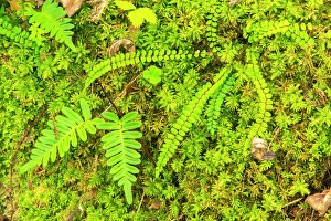 Fern Prints: Slovenia, Soca River Valley, Triglav National Park