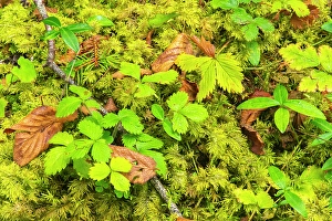 Ground Prints: Slovenia, Triglav National Park