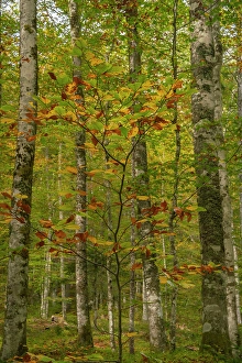 Slovenia Prints: Slovenia, Triglav National Park