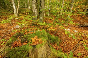Fallen Prints: Slovenia, Triglav National Park