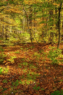 Slovenia Prints: Slovenia, Triglav National Park