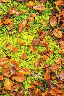 Fallen Prints: Slovenia, Triglav National Park