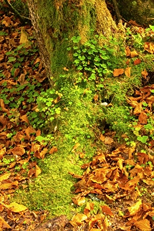 Fallen Prints: Slovenia, Triglav National Park