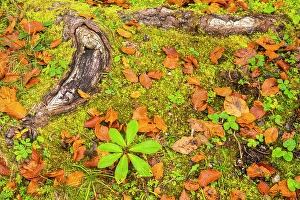 Fallen Prints: Slovenia, Triglav National Park