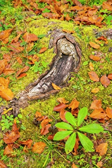 Slovenia, Triglav National Park. Close-up of fallen autumn leaves on ground. ©Cathy & Gordon Illg / Jaynes Gallery / DanitaDelimont.com