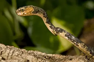 Images Dated 25th April 2007: Slug-eating Snake Pareas carinatus Native to Malaysia
