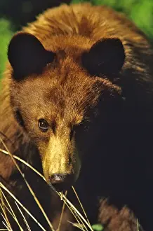 Small Black Bear Feeds in meadow in Waterton Lakes National Park in Alberta Canada