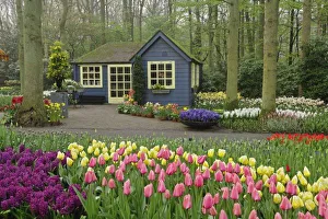 Small cottage flower