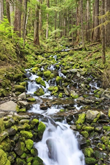 Natural Beauty Prints: Small creek with waterfall. Olympic National Park, Washington, US