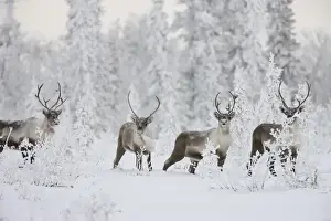 Images Dated 12th October 2008: A small group of caribou migrates along the edge of the boreal forest near Finger