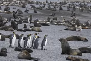 A small group of king penguins stand surrounded by thousands of Antarctic fur seals