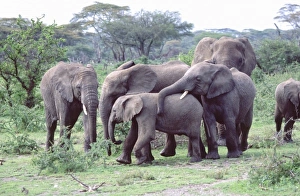Elephants Prints: Small Herd of African Elephants