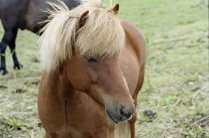 Gentle Prints: These small horses are the size of ponies, live long lives and are a hardy breed