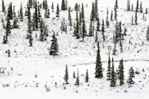 Plantae Prints: Small island in the Athabasca River, Jasper National Park, Alberta, Canadian Rockies