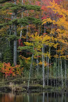 Images Dated 6th October 2016: Small lake with autumn color near Marquette, Michigan USA