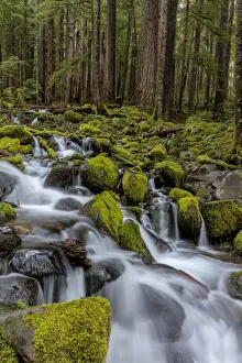 Images Dated 20th April 2017: Small lush creek in the Sol Duc Valley of Olympic National Park, Washinton, USA
