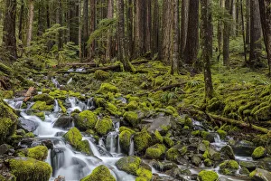 Images Dated 20th April 2017: Small lush creek in the Sol Duc Valley of Olympic National Park, Washinton, USA