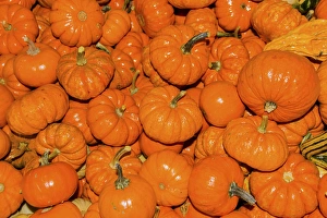 Squash Prints: Small Orange Pumpkins Squash Cucurbita Pepo Squash
