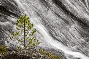 Small pine tree and Gibbon Falls, Yellowstone National Park, Wyoming