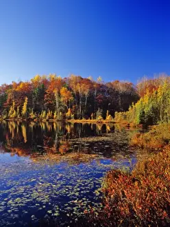Small pond reflects autumn colors in the Chequamegon- Nicolet National forest in