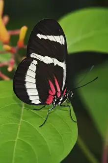 Images Dated 26th July 2004: Small Postman butterfly, Heliconius erato Small Postman butterfly, Heliconius