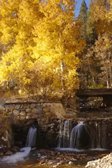 Aspens Prints: A small stream cascades over a rock dam amid fall aspens in the Sierra