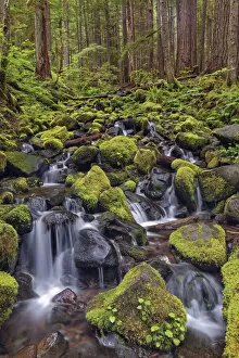 Moss Gallery: Small stream cascading through moss covered rocks, Hoh Rainforest, Olympic National Park