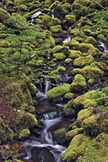Moss Gallery: Small stream cascading through moss covered rocks, Hoh Rainforest, Olympic National Park