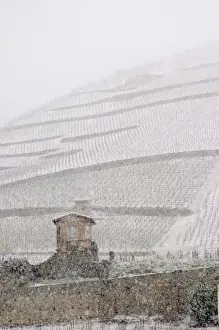 Arable Prints: Small tool shed. The Hermitage vineyards on the hill behind the city Tain-lAiHermitage