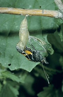Butter Fly Prints: Small Tortoiseshell, Aglais urticae, adult emerging from pupa, Oberaegeri, Switzerland