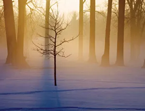 Sunray Prints: Small tree in sunlight early morning, Michigan