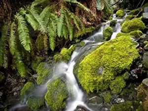 Small tributary to Elwha River, Olympic National Park