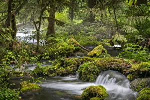 Mckenzie River Prints: Small waterfall cascades over mossy log and rocks in Olallie Creek near McKenzie River