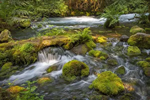 Mckenzie River Prints: Small waterfall cascades over mossy rocks and logs in Olallie Creek near McKenzie River