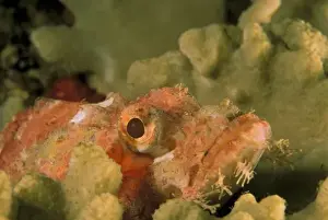 Eco System Prints: Smallscale scorpionfish, or scorpaenopsis oxycephalus