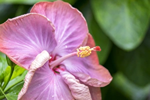 Images Dated 13th May 2015: Smoky Mountain, Hibiscus, USA