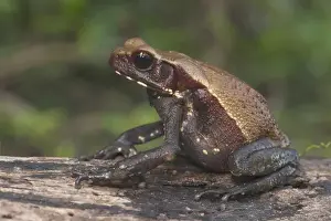 Guyana Prints: Smooth-sided Toad (Rhaebo guttatus ) Rain Forest Iwokrama Reserve