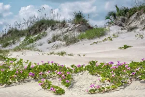 Morning Glory Prints: Smyrna Dunes morning glories