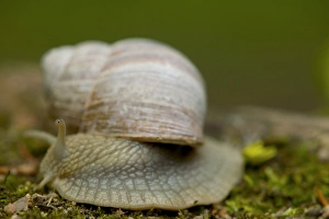 Images Dated 8th May 2004: snail, Czech Republic, Ceske Budejovice