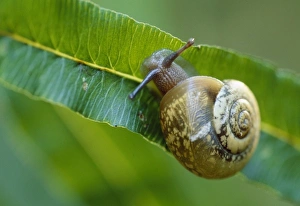 Mammoth Cave Prints: Snail, Mammoth Dome Sink Trail, Mammoth Cave National Park, Kentucky, KY, USA