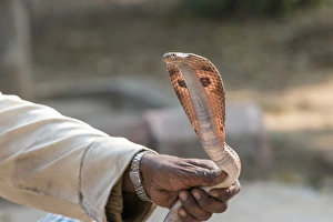 Fatehpur Sikri Prints: Snake charmer. Village. Fatehpur Sikri. Bharatpur. Rajasthan. India
