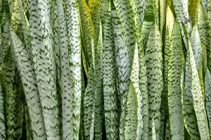 Floral & Botanical Collection: Snake plant, Mother-in-laws tongue