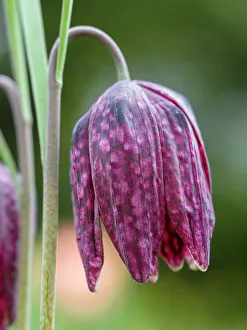 Prints of Snakes head or chess flower. Germany Images Dated 2022 June: Snakes head or chess flower. Germany