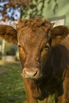 Eye Contact Prints: Snoqualmie, Washington State, USA. Baby red cow. (PR)