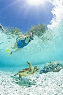 Snorkel in Le Meridien Turle Conservation Lagoon with green sea turtles (Chelonia mydas) Bora Bora