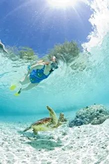Images Dated 20th September 2007: Snorkel in Le Meridien Turle Conservation Lagoon with green sea turtles (Chelonia mydas) Bora Bora