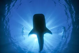 Snorkeler and Whale Shark(Rhincodon typus), worlds largest fish, Ningaloo Marine Park